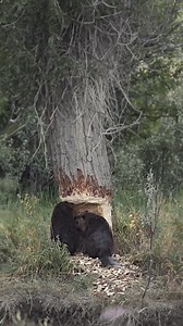 373K views · 820 reactions | Busy Beavers | Papa Ken Bacolod | Facebook