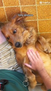 Gold Ribbon Rescue on Reels