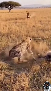 4.8M views · 29K reactions | Lion vs Cheetah Wildlife Battle | Cheetah Nearly Taken by a Lion… But Help Arrives in a Shocking Turn of Events. #lions #cheetah #wildlife #jungle #hunting #animals #nature #catlovers #jesus | Spy the Wild | Facebook