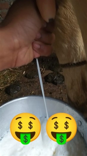 🤑🤑👍HF gay ki milking