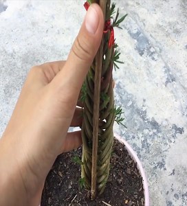 How to grow Portulaca grandiflora the most beautiful | 𝐀𝐝𝐨𝐫𝐚𝐛𝐥𝐞 𝐆𝐚𝐫𝐝𝐞𝐧