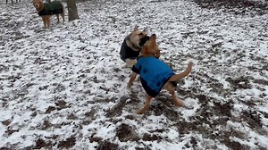 39 reactions | We get a super early start here each and every day and go all day strong. Sniff, sniff , sniff all around the pad! So much fun to be had. | Critter Sitters CNY | Facebook