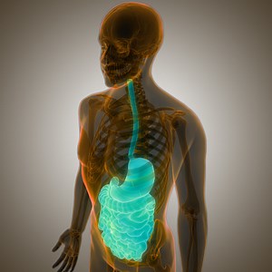 Anatomie de l’appareil digestif humain