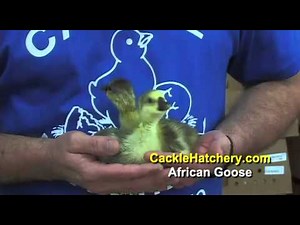 African Goose Breed | Cackle Hatchery