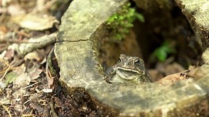 Gray Treefrog Rotted Tree Stump: video stock (100% royalty free) 1090259677 | Shutterstock