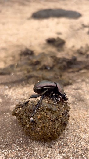 It is absolutely extraordinary to see this dungbeetle create his dung ball in only n few minutes.🪲 #bateleursafaricamp #dungbeetle #nature #africa | Bateleur Safari Camp