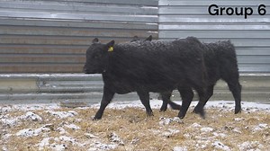 Lot g6: Weigel Angus Ranch - Annual Angus Bull Sale & Commercial Heifer Sale