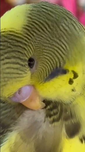 Young Male Budgie/Parakeet At PetCo #birds #parrot #budgies #birdslover #pets #parakeet #budgie