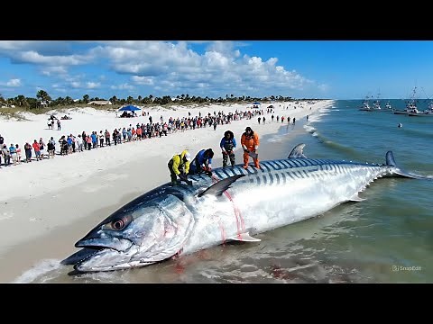How Fishermen Catch Millions of Giant Mackerel Every Year | Deep-Sea Longline Fishing Documentary