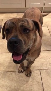 1.5K views · 48 reactions | No. 4522: RUBY (Spayed, Fully Vaccinated...