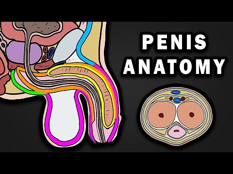 ANATOMY OF THE PENIS