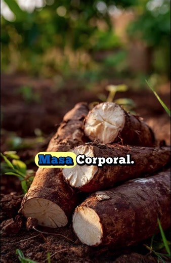 3 benefits of cassava 🤯
