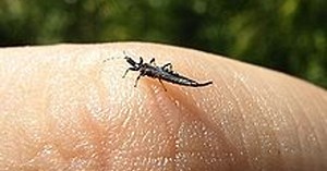 Why Hull is swarming with thunderbugs right now