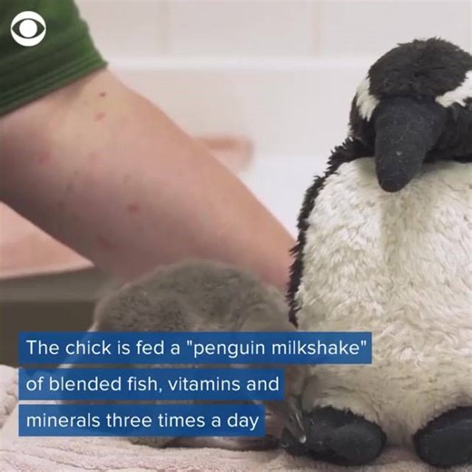4.4K views · 70 reactions | SO PRECIOUS!! This premature penguin chick's egg cracked before she was ready to hatch— but zookeepers gave her a second chance. | WDBJ7 | Facebook