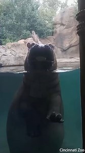 645K views · 95K reactions | Fiona the window licker. What a rascal. | WLWT | Facebook