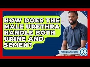 How Does The Male Urethra Handle Both Urine And Semen? - Prostate Health Network