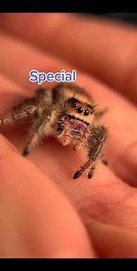 Replying to @jackiehyuuga Here are my 15 sweet jumping spiders 🥰 And no, I’ve never been bitten ♥️ | Spider Facts