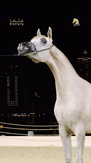 ⁣For many of them, it was a show debut! Discover the Class Winners of the Yearling Colts sections at the Arabian Peninsula Horse Show 2024. | Arabian Insider