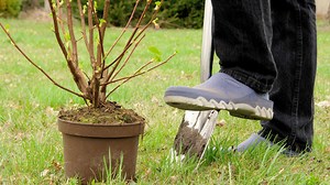 Gartenarbeit im Oktober: Welche Gehölze sollte man jetzt pflanzen und schneiden?