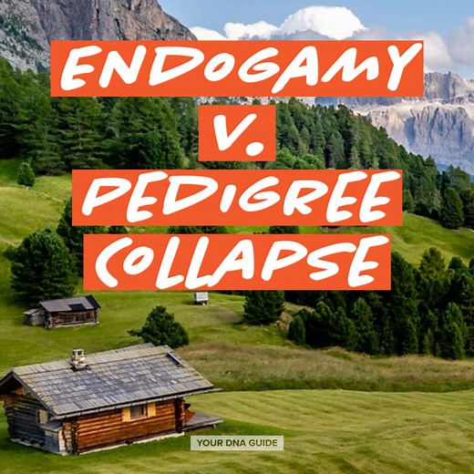 Endogamy v Pedigree Collapse | DNA Matches