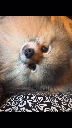 Bacini 😘. #pomerania #sweet #love #pomeranian #casadeipomerania #bacini 🥰 | Casa dei Pomerania