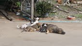 Young puppies suckling on their mother dog on a rural road