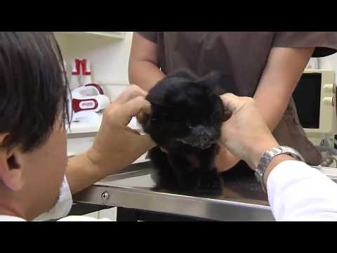 Oral Squamous Cell Carcinoma In Cats- VetVid Episode 024