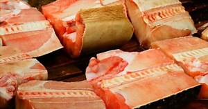 Diving into Flavor: What Does Shark Meat Taste Like? 2026