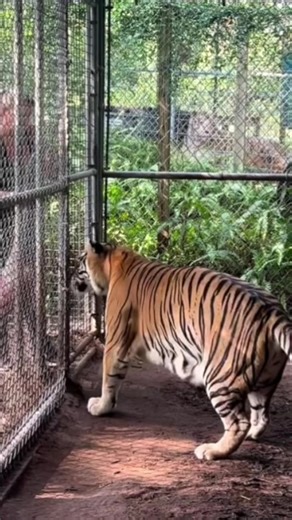 4.6M views · 10K reactions | Tiger gets a huge deer leg #Tiger #snacks #deer #yum #animals | The CARE Foundation | Facebook