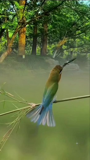 3.8K views · 165 reactions | Beautiful Nature Birds Couple #nature | Bird Lovers | Facebook