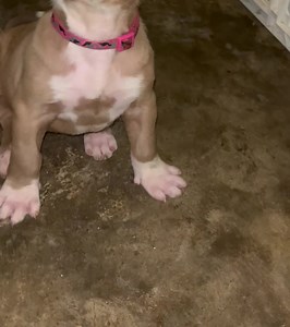 Just a lil taste of of Safari doin!!!! Creed & Safari Not over weight but 5 weeks and lookin like she been in the gym 🏋️‍♂️!!!! 5 week female and yes they all got chest like this 🏋️‍♂️🏋️‍♂️🏋️‍♂️🫣🫣🫣 | James Beacom