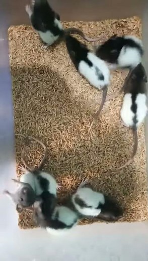 Hooded rat in our fancy mice farm