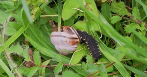 Larvas de gusano brillante alimentándose de: video de stock (totalmente libre de regalías) 3905876747 | Shutterstock
