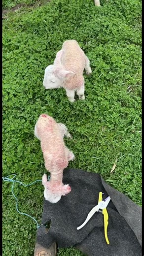 SezArakoola on TikTok