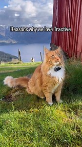 49K views · 325 reactions | Podívejte se na tyto exkluzivní slevy! Klikněte hned a získejte slevu 30 % na trackery pro kočky. | Tractive | Facebook