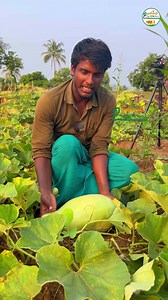 416K views · 19K reactions | பதனிசுரையின் பயன்கள் channel promotion (9360000633)#shorts#reels #reelsfb #tamil #agriculture | Uzhavinri Unavillai | Facebook