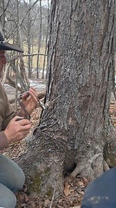 Tapping maple trees #maple #maplesyrup #tapping | Eli Miller