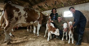 Selo ovo ne pamti: Krava otelila tri teleta - Milku, Milicu i Titana