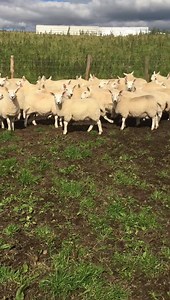 Available Farm to Farm.... Lairg type Cheviot ewe lambs. Hp x2. Contact Greg on 07713075664 | Bentham Auction Mart