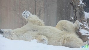 18K views · 813 reactions | Is there anyone out there that enjoys this weather more than Sakari? #PolarBearInASnowStorm | The Buffalo Zoo | Facebook