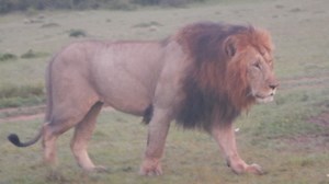 42K views · 1.2K reactions | Lemurt boy Olchoro oirowua conservancy Maasai mara kenya  | Lemurt Wildlife | Facebook