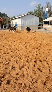 Nukra, Marwari Filly & Colt available for Sale #marwari #nukra #mare #filly #Colts #forsale #bestquality #BestPrice #tamilnadu | நாட்டு குதிரைகள் காப்போம்