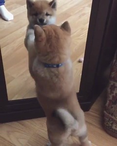 86 reactions | When you do not recognize your own mirror image | Adorable Puppies | Facebook