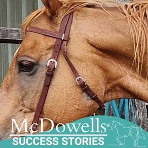 SARCOIDS in horses and Banjo's Story 💖 We LOVE hearing success stories, and Banjo's was one we couldn't resist sharing! Sarcoids are becoming more and more commonplace for horse owners and are persistent and stubborn to treat. From the vet articles we have published over the years about them, owners find they often reoccur and give up on treatments. Our wonderful friends at McDowells Herbal recently shared the story of Banjo, a 12 year old OTTB who had two sarcoids - one on his jaw and one up t