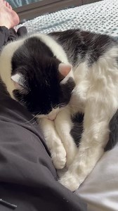 20K views · 2.3K reactions | The bed is big and there’s loads of room, but she chooses to sleep right up against my legs. Pebbles is full of attitude, even when she’s asleep. You snore your way and I’ll snore mine. | Rory Cowan | Facebook