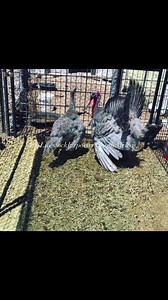 ‼ ❇️ BLUE SLATE BOURBON TURKEYS / BLUE SLATE TURKEY ❇️❇️ ‼ NOWS AVAILABLE .#birds On all inquiries on our Premium Quality Bourbons, contact; Email: info.livestockexporters@gmail.com Call / Text / Whatsapp : 27 (0) 680 718 656 Thanks and best regards, Friedrich. #bourbon #blues #turkey #bluebourbon #uzbekistan #tashkent #uz #uzb #uzbek #andijon #toshkent #telegram #namangan #samarkand #samarqand #instagram #zortv #tashkentcity #yulduzlari #video #my #fargona #russia #inst #buxoro #uzvideo #xorazm