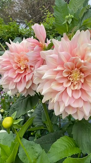 Breakout and friends #dahlias #dahlia #cutflowergarden #flowersofinstagram #blom # blomster #sarahraven #beautiful #allotment #growalong #hallsofheddon #jackgott #love #pink #pastel #dahliaaddict #d | Elijah Carlson