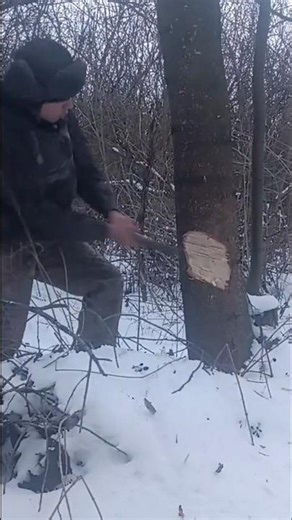 logger cutting down trees with axe.full video on joy peper #tree #axe #wood #woodscraft