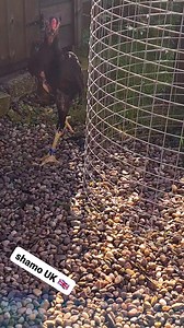 Young shamo stag SHAMO UK 🇬🇧🇬🇧🇬🇧 | SHAMO UK