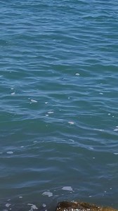 1.4K views · 44 reactions | Here is a view of our wonderful Boca Chica Beach! Water is amazing today. It is refreshing as you walk in for a swim, or to cast out a line. The mullet are abundant passing by in massive schools! We wish you luck on the water, and a awesome weekend! | Boca Chica Beach Legends | Facebook